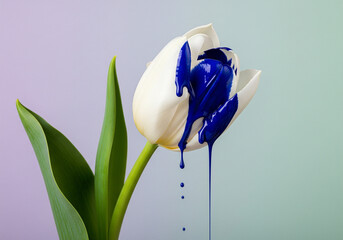 White Tulip with Dripping Blue Paint on Gradient Background