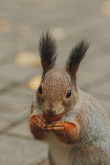 A squirrel is sitting on a path in the park, eating a nut.