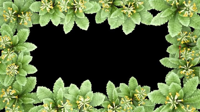 Green Hellebore Flowers Forming a Rectangular Frame on Black Background.