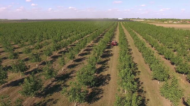 Modern Walnut Plantation aerial view; Aerial view of the plantation during walnut harvest