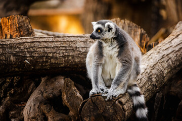 Obraz premium Ring-tailed lemur sitting on a pile of tree logs and looking to the side in warm natural light
