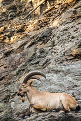 Wild ibex with large curved horns resting on rocky slope in natural mountain habitat, vertical composition.