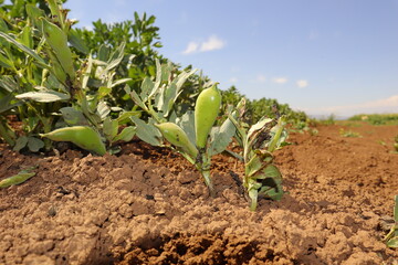 Broad bean plants growing in farmland, shows healthy pods and fresh green leaves. This agricultural scene highlights crop development and natural food production, suitable for organic farming industry