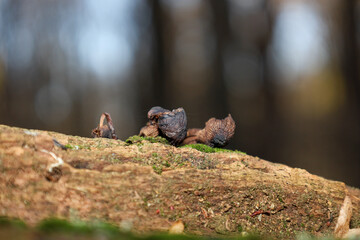 Small, wrinkled, dark brown mushrooms sprout from a moss-covered tree branch in the forest. Soft light highlights the texture of the bark and the details of the fungi, creating a mysterious and natura