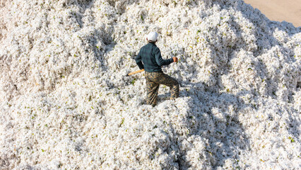Central Asia. Cotton harvest. A worker with a rake sorts through a huge pile of picked cotton at a rural cotton farm. Shot using a drone.