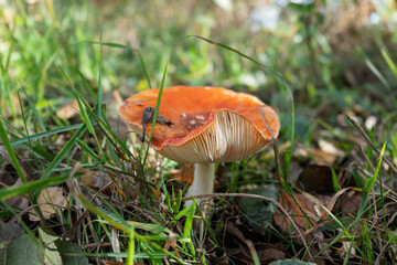Wild Orange Mushroom on Forest Floor