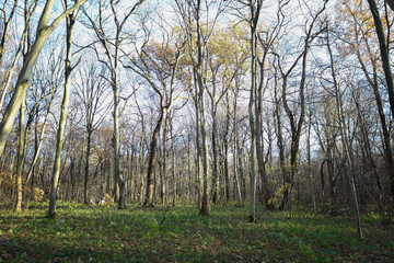 Fototapeta premium A wide shot showcases an open clearing in a late autumn forest, with tall, nearly bare trees reaching towards the sky. The green grassy covering on the woodland floor contrasts with the thin, brown tr