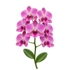 Obraz premium Orchid flower with leaves