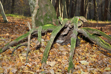A striking shot showcases exposed roots or branches, heavily covered in bright green moss,...