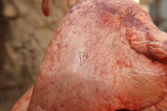 Hydatid cyst in sheep lung caused by Echinococcus granulosus. Important veterinary, public health case highlighting zoonotic infection, meat inspection, food safety risks, livestock disease awareness.