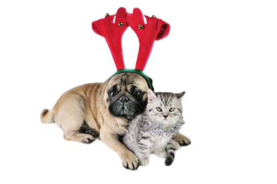 Celebrate the magic of the holiday season with our adorable collection of Christmas animals! This festive design captures the warmth and joy of wintertime, featuring cute