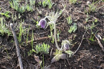 Pulsatilla pratensis