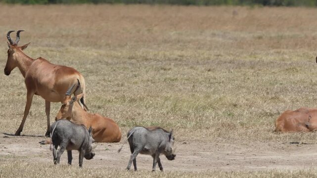 Cokes hartebeests stand alert or sit resting on yellow dry grass while three warthogs walk toward them in open savanna of Ol Pejeta Conservancy Kenya.