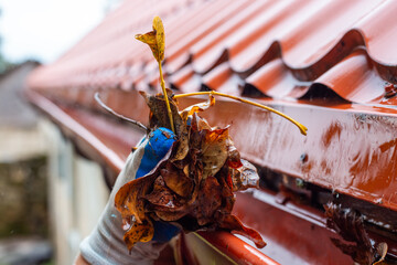 A man pulls a large pile of wet autumn leaves from a clogged gutter during a rainstorm. Gutter cleaning