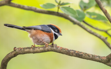 coal tit bird