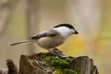 Naklejka premium The brown-headed nut