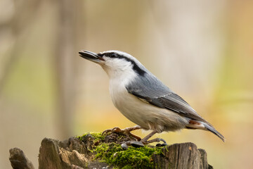 eurasian nuthatch