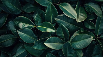 A dense cluster of green rubber plant leaves with a dark green background.