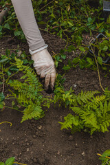 Sadzenie roślin ozdobnych © Studio Migafka