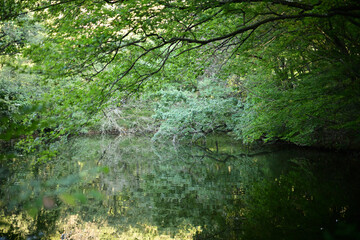 夏の終わり　池の水面に映った緑色の木々