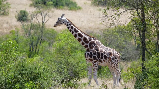 Several reticulated giraffes with long necks bend to feed on green bush leaves near grassland in Ol Pejeta Conservancy Kenya under daylight.