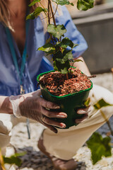 Sadzenie roślin ozdobnych © Studio Migafka