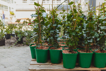 Sadzenie roślin ozdobnych © Studio Migafka