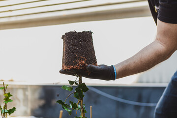 Sadzenie roślin ozdobnych © Studio Migafka