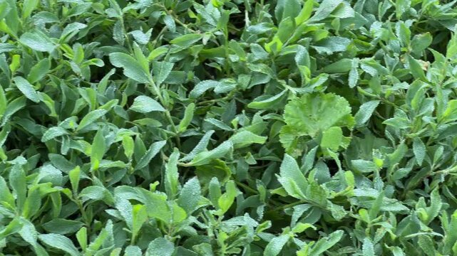 Knotgrass covered with morning dew on a meadow, top view