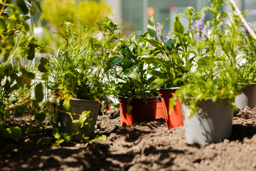 Sadzenie roślin ozdobnych © Studio Migafka