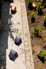 Sadzenie roślin ozdobnych © Studio Migafka