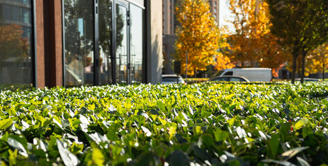 Green bush in an urban city environment. Plants in a city. Green Bush decoration in a city
