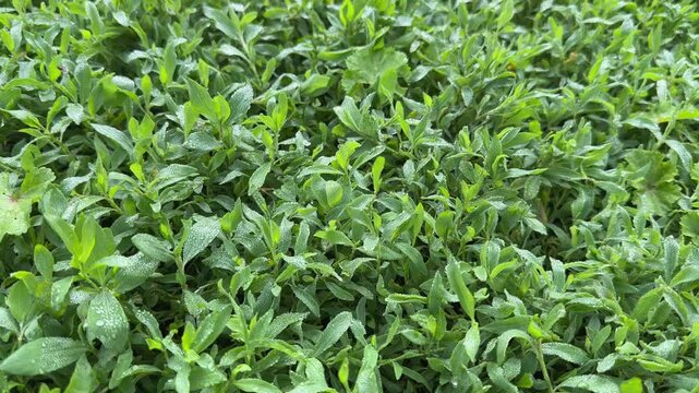 Knotgrass covered with dew on meadow in overcast morning