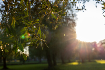 Close branches of olive tree with ripe fruits shining in sunset light, golden rays and soft flares illuminate the tranquil grove and lush green grass below
