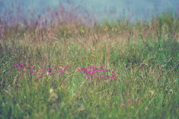 Kompozycja roślinna łąka r&oacute;żowe kwiaty trawy	

