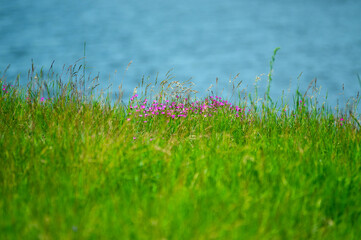 Kompozycja roślinna łąka kwiaty trawy na tle wody.