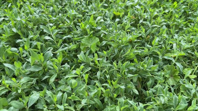 Knotgrass covered with morning dew on meadow in overcast weather