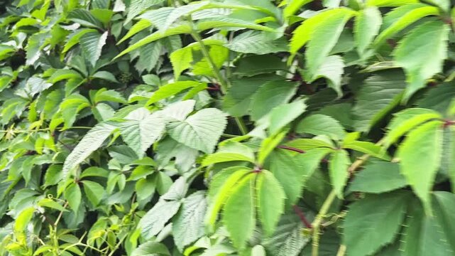 Green maiden grapes with green leaves growing on fence