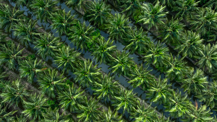 Aerial top view of coconut trees field plantation, Tropical plant coconut palm tree, Coconuts tree plantation.