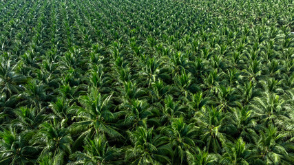 Aerial top view of coconut trees field plantation, Tropical plant coconut palm tree, Coconuts tree plantation.