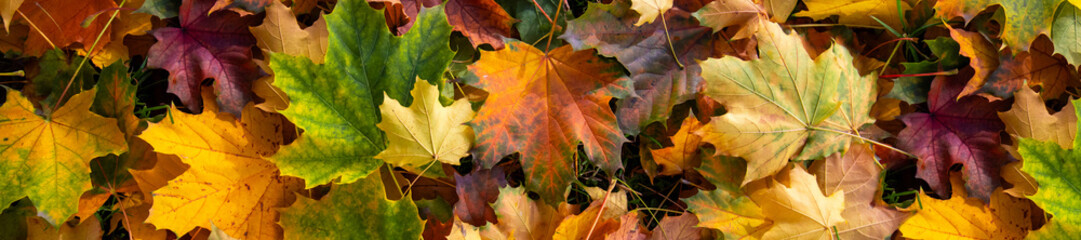 Autumn Leaves Carpet: Vibrant Foliage and Colorful Ground Cover in Fall Palette