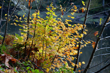 Autumn-colored leaves contrasted against a dark backgroound