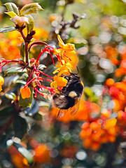A bee is on a flower with orange petals