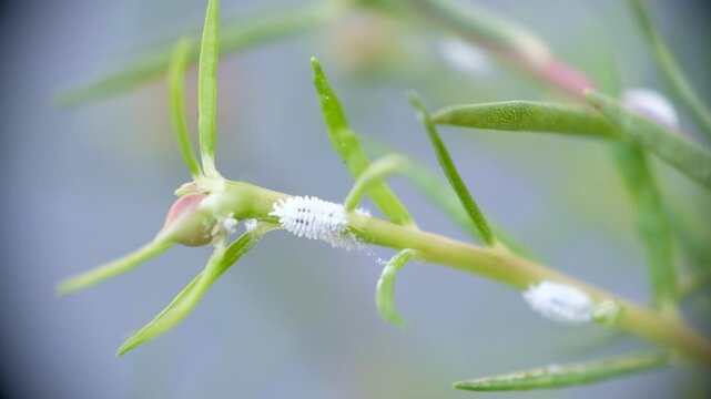 Close-up of mealybugs on moss rose plant