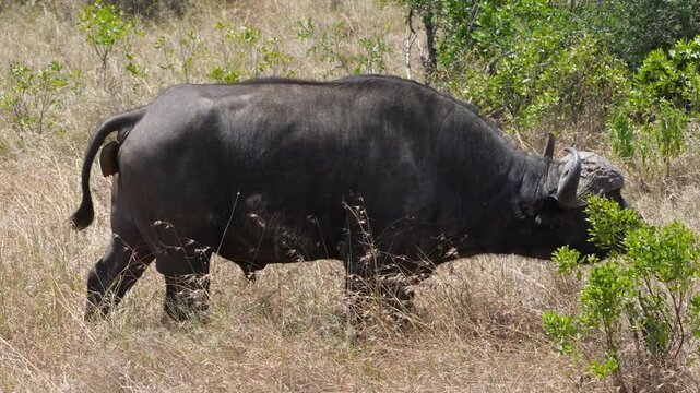 Cape buffalo stands on dry grass defecating then slowly walks away in open savanna of Ol Pejeta Conservancy Kenya with bushes around.