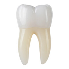 PNG of a molar tooth dental implant model isolated on white, ideal for dental, medical, educational, and healthcare design projects