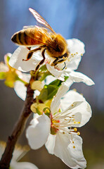 A bee is on a flower, and the flower is white