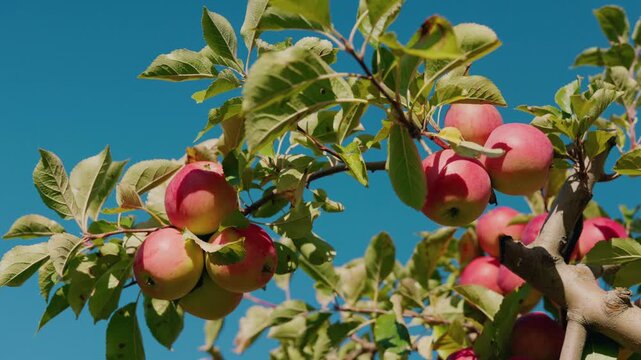 Ripe red apples hanging on tree branches against bright blue sky on a sunny day