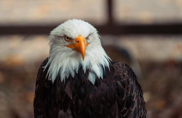 Close up profile of a magnificent American bald eagle looking around. The national bird of the United States of America, a symbol of freedom, patriotism, power, and authority