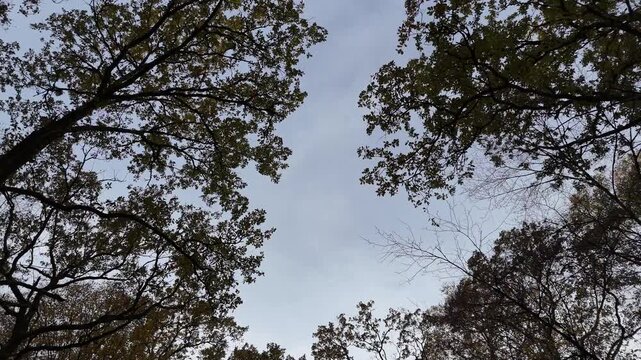 travelling sous les branches d'arbres, &agrave; contre-jour,  dans un chemin forestier.